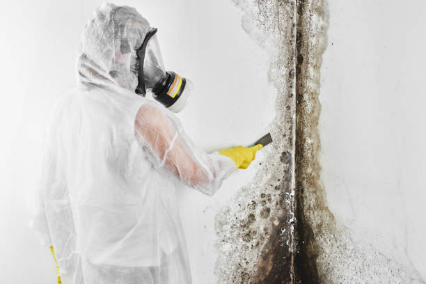 Best Residential Mold Remediation in Chantilly, VA