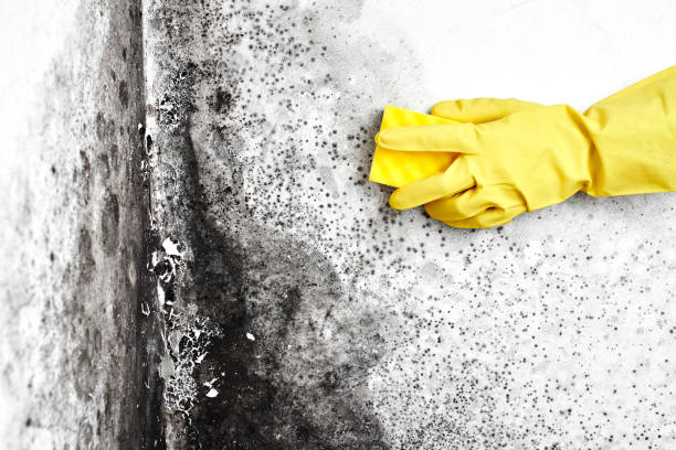 Best Emergency Mold Remediation in Chantilly, VA