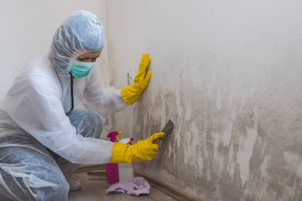 Best Mold Remediation for Specific Building Types in Chantilly, VA