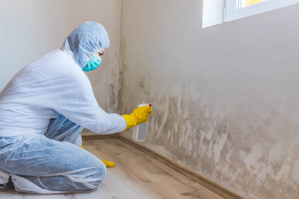 Best Black Mold Remediation in Chantilly, VA
