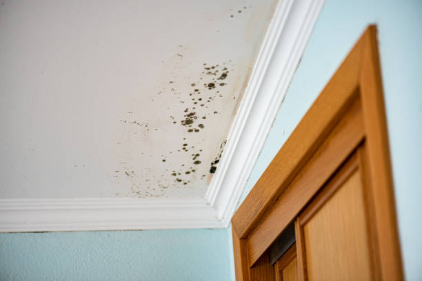 Best Preventive Mold Services in Chantilly, VA