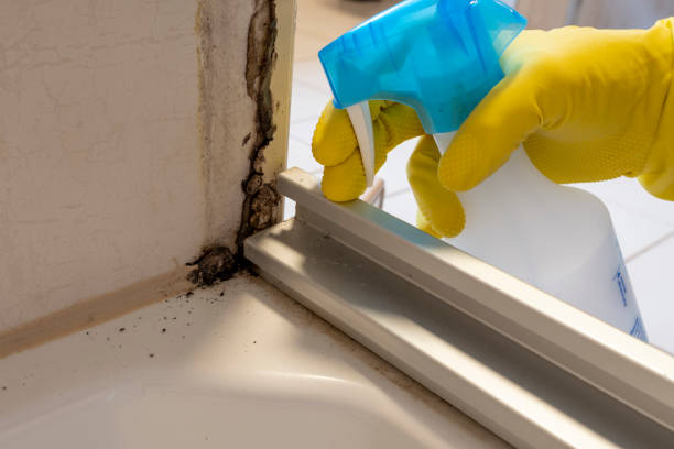 Professional Mold Remediation in Chantilly, VA