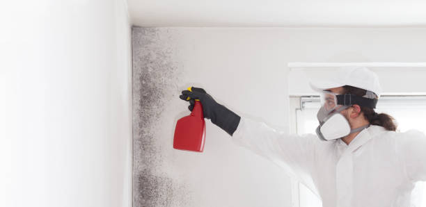 Best Attic Mold Remediation in Chantilly, VA