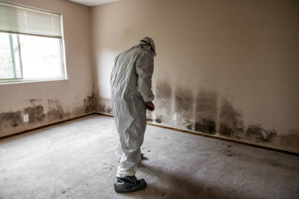 Best Health and Safety Mold Remediation in Chantilly, VA