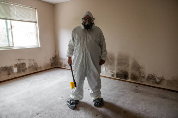 Trusted Chantilly, VA Mold Remediation Experts