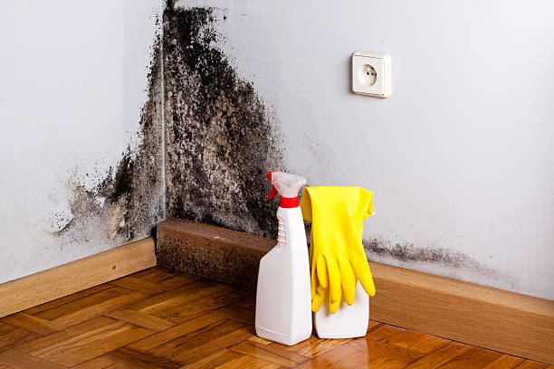 Best Localized Mold Remediation (e.g., coastal areas, humid climates) in Chantilly, VA