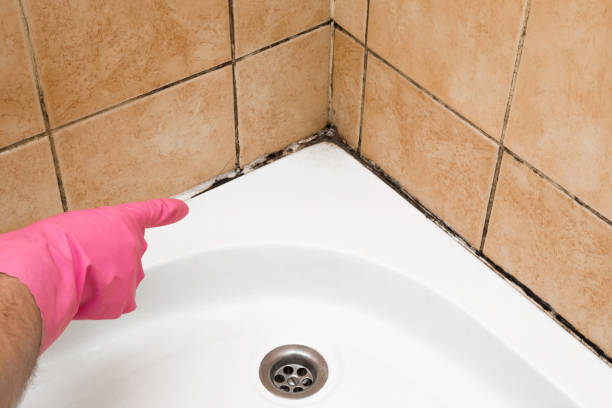 Best Kitchen Mold Remediation in Chantilly, VA